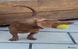 Miniature Dachshund dogs for stud: Ready for Stud  - Image 2