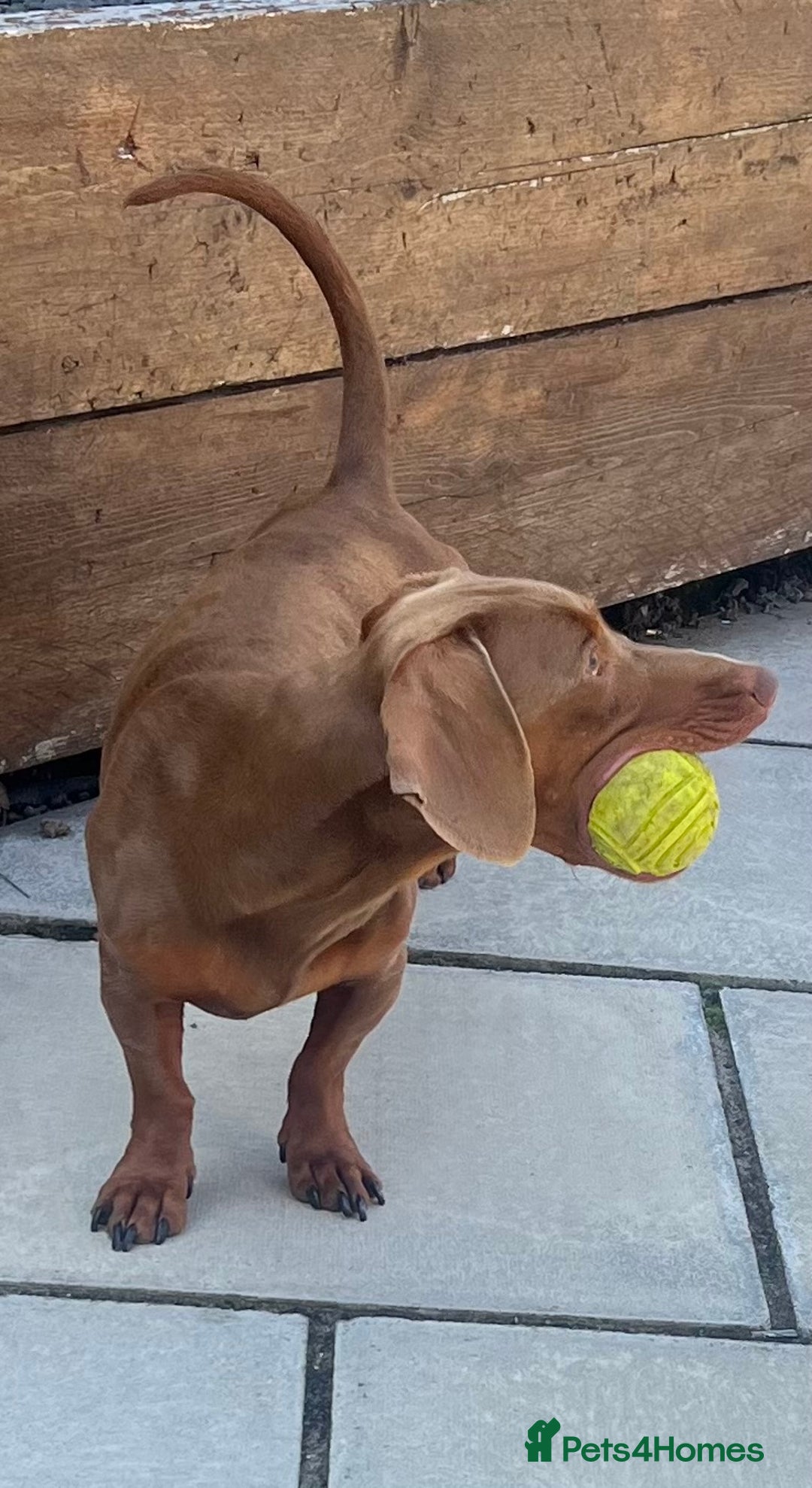 Miniature Dachshund dogs for stud: Ready for Stud  - Image 2
