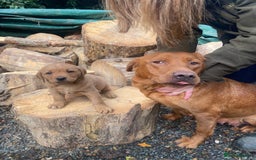 Labrador Retriever dogs for sale: Red labrador puppies - Image 13