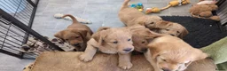 Labradoodle dogs for sale: Miniature Red Labradoodles - Advert 11
