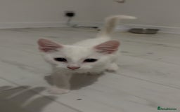 Mixed Breed cats for sale: 2 white kittens  - Image 4