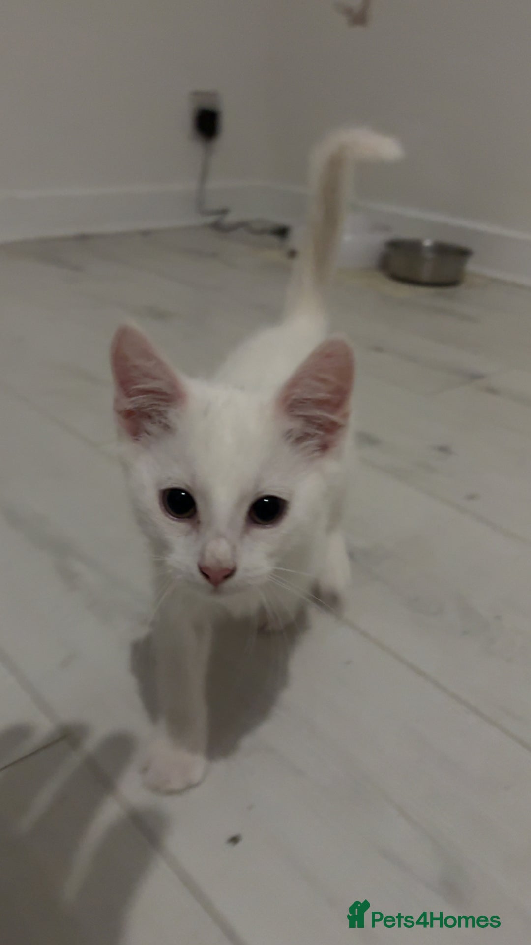 Mixed Breed cats for sale: 2 white kittens  - Image 4