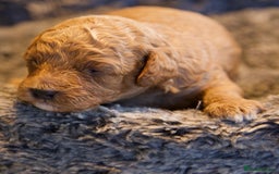 Cavapoo dogs for sale: Gorgeous F1B Fox Red Cavapoo Puppies - Image 31