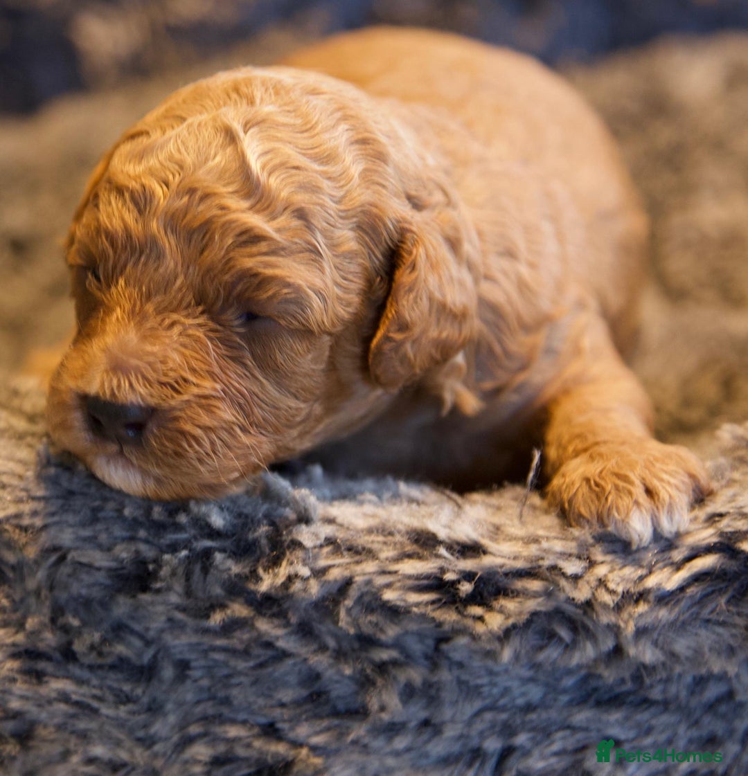 Cavapoo dogs for sale: Gorgeous F1B Fox Red Cavapoo Puppies - Image 31