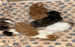Norwegian Forest Cat cats for sale: Kittens for sale  - Image 2
