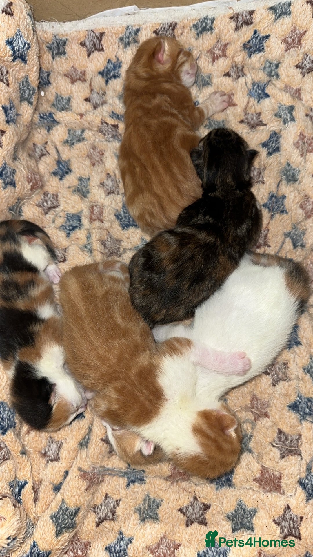Norwegian Forest Cat cats for sale: Kittens for sale  - Image 2