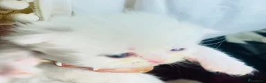Persian Kitten 3