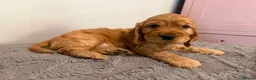 Cocker Spaniel dogs for sale: Show Cocker Spaniel - Advert 36