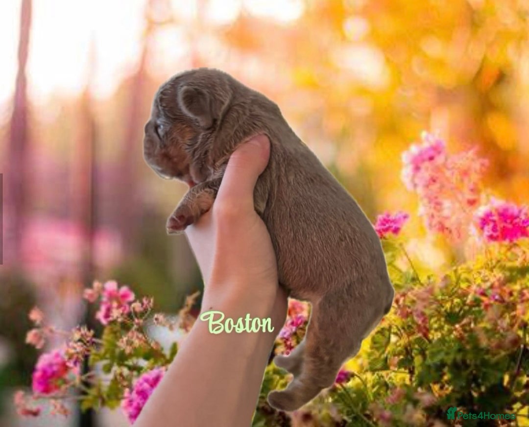 French Bulldog dogs for sale: Kc registered new shade french bulldog puppies  - Advert 18