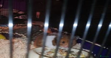 Hamster rodents - Advert 9