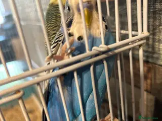 Budgerigars birds Mixed budgies - Advert 10