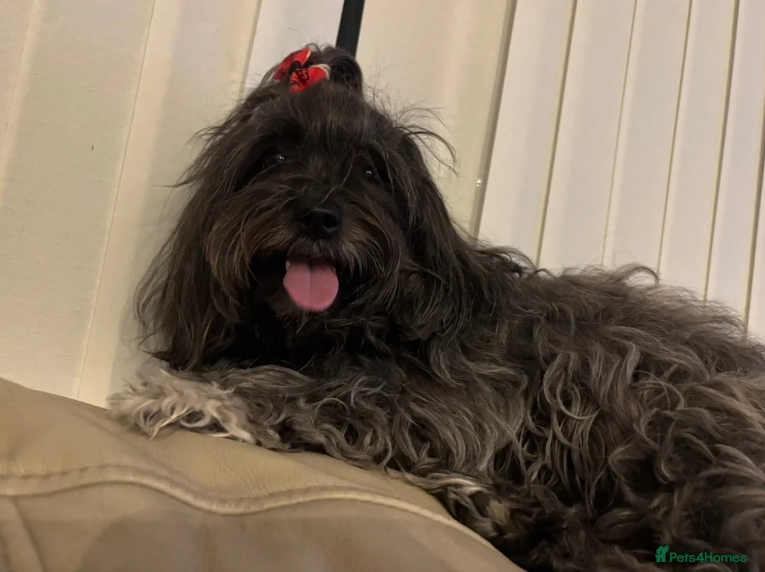Bolognese dogs for sale: Loving Pedigree Bolognese Girl for Forever Home - Advert 2