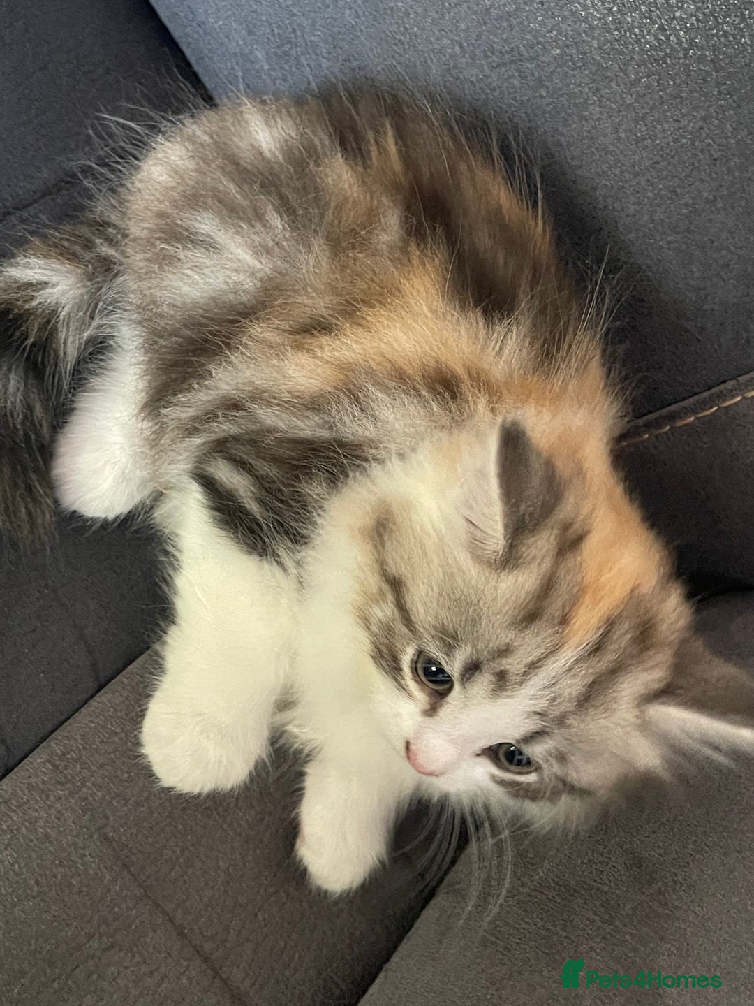 Mixed Breed cats for sale: Stunning long haired kittens  - Image 8