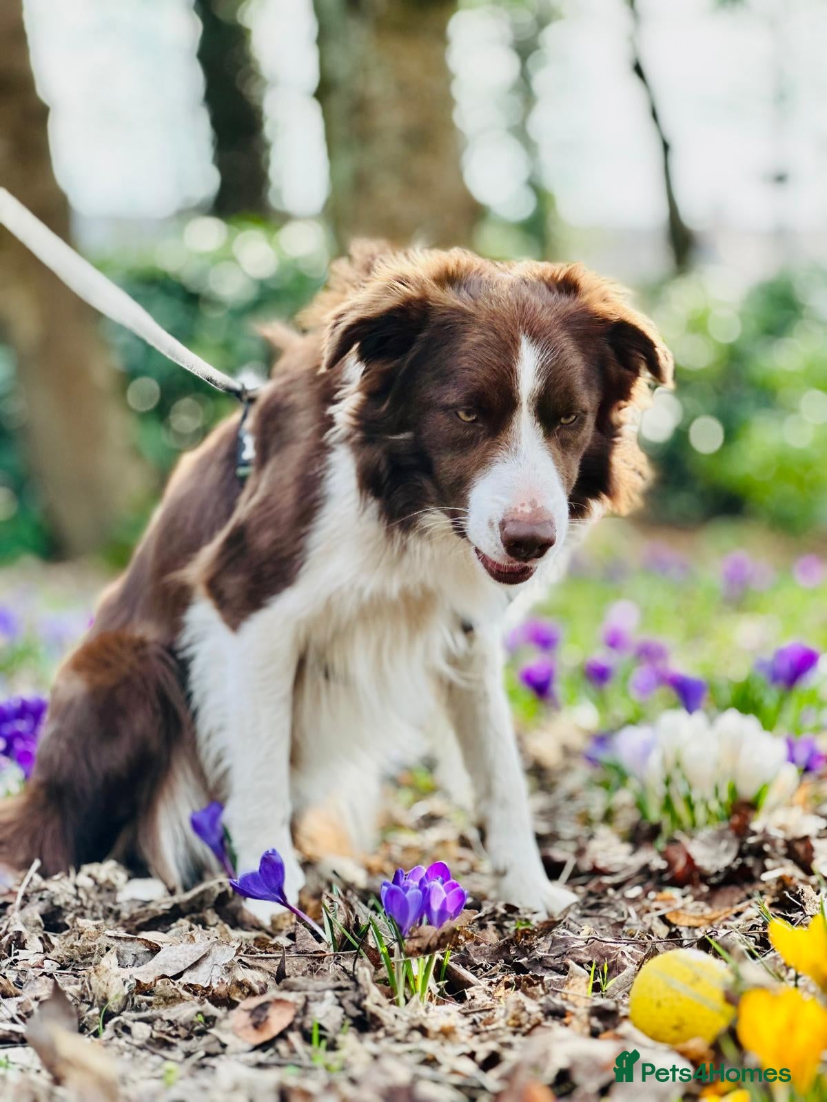 Border Collie dogs Beautiful, two-year-old, Red Border Collie - Advert 2
