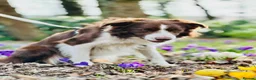 Border Collie dogs for sale: Beautiful, two-year-old, Red Border Collie in Malvern - Advert 2