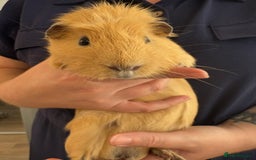 Guinea Pig rodents for sale: Male Guinea Pig - Image 8