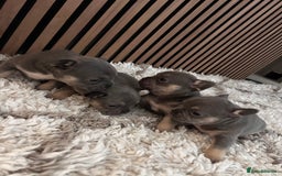 French Bulldog dogs for sale: lilac and tan french bulldogs - Image 2