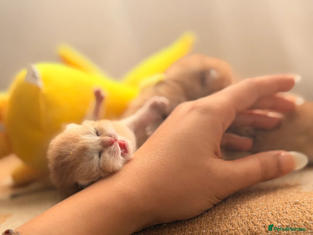 British Shorthair cats for sale: Golden stars 🌟  - Advert 1