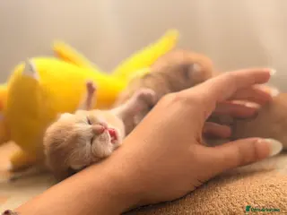 British Shorthair cats Golden stars 🌟 - Advert 3