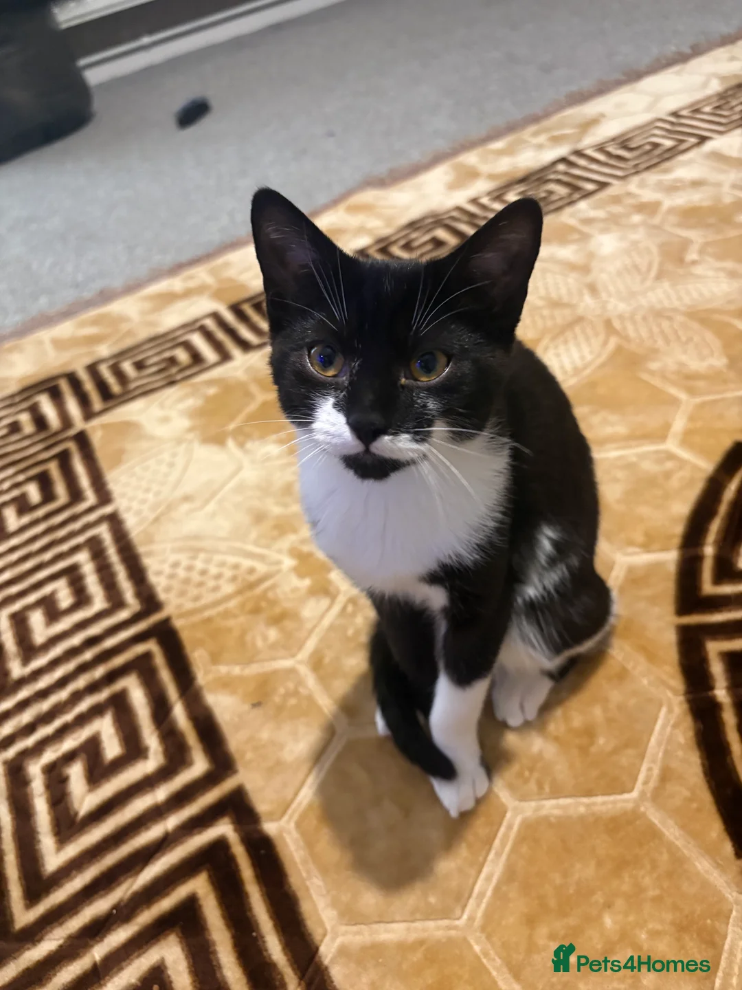 Mixed Breed cats for sale: Male black and white coloco  - Advert 2