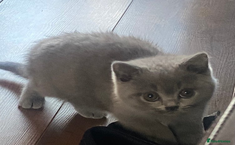 British Shorthair cats - Advert 16