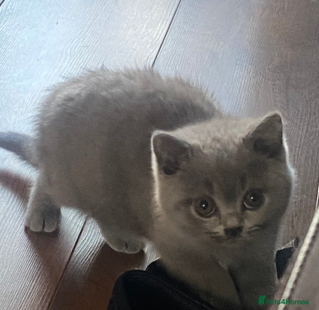 British Shorthair cats for sale: Full British blue shorthair  - Image 1