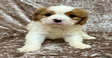Cavalier King Charles Spaniel dogs - Advert 4