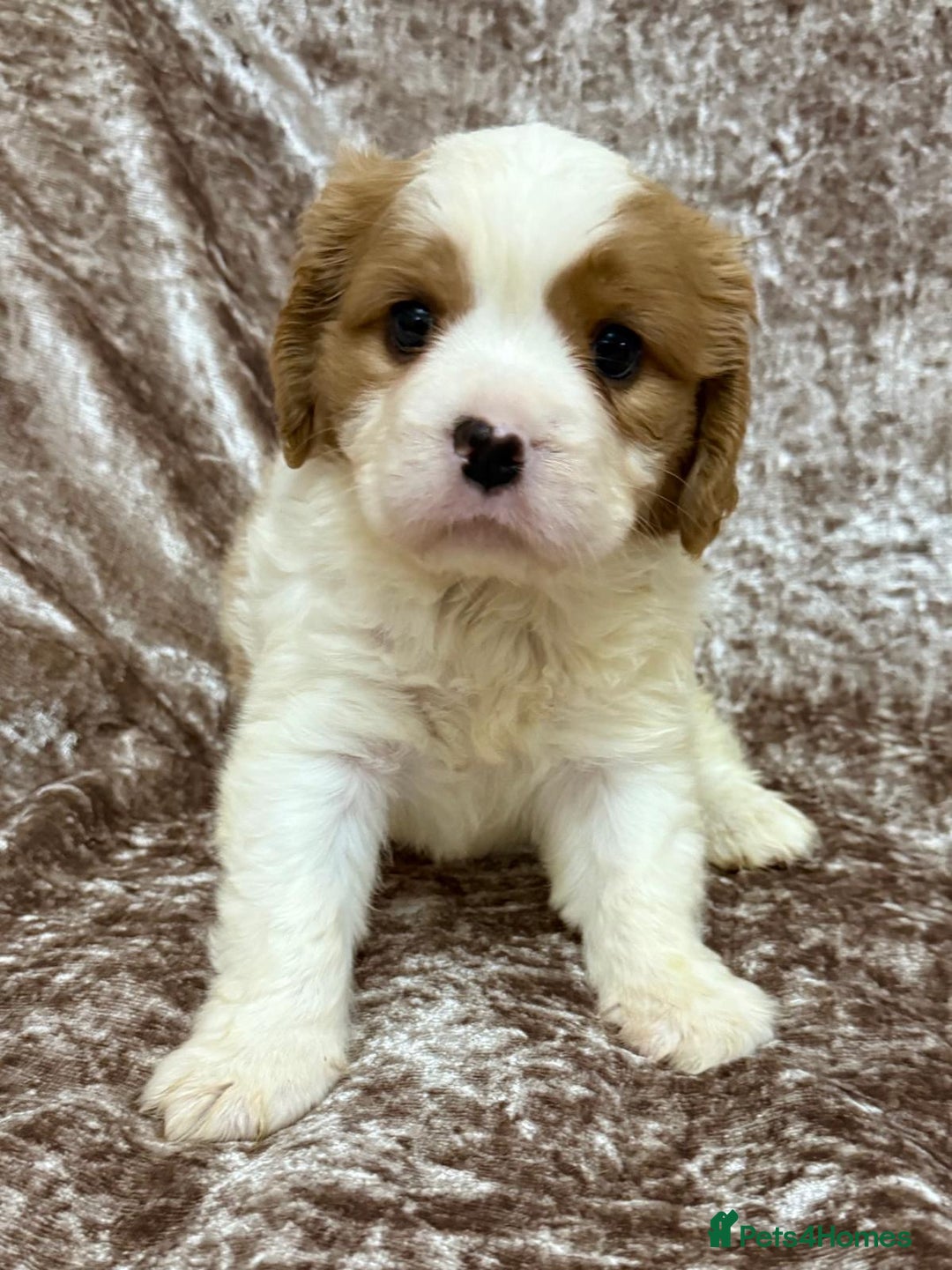 Cavalier King Charles Spaniel dogs for sale: BEAUTIFUL CAVALIER PUPPIES READY TO LEAVE! - Image 2