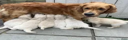 Golden Retriever dogs for sale: KC Registered Vet Health Checked Puppies - Advert 2