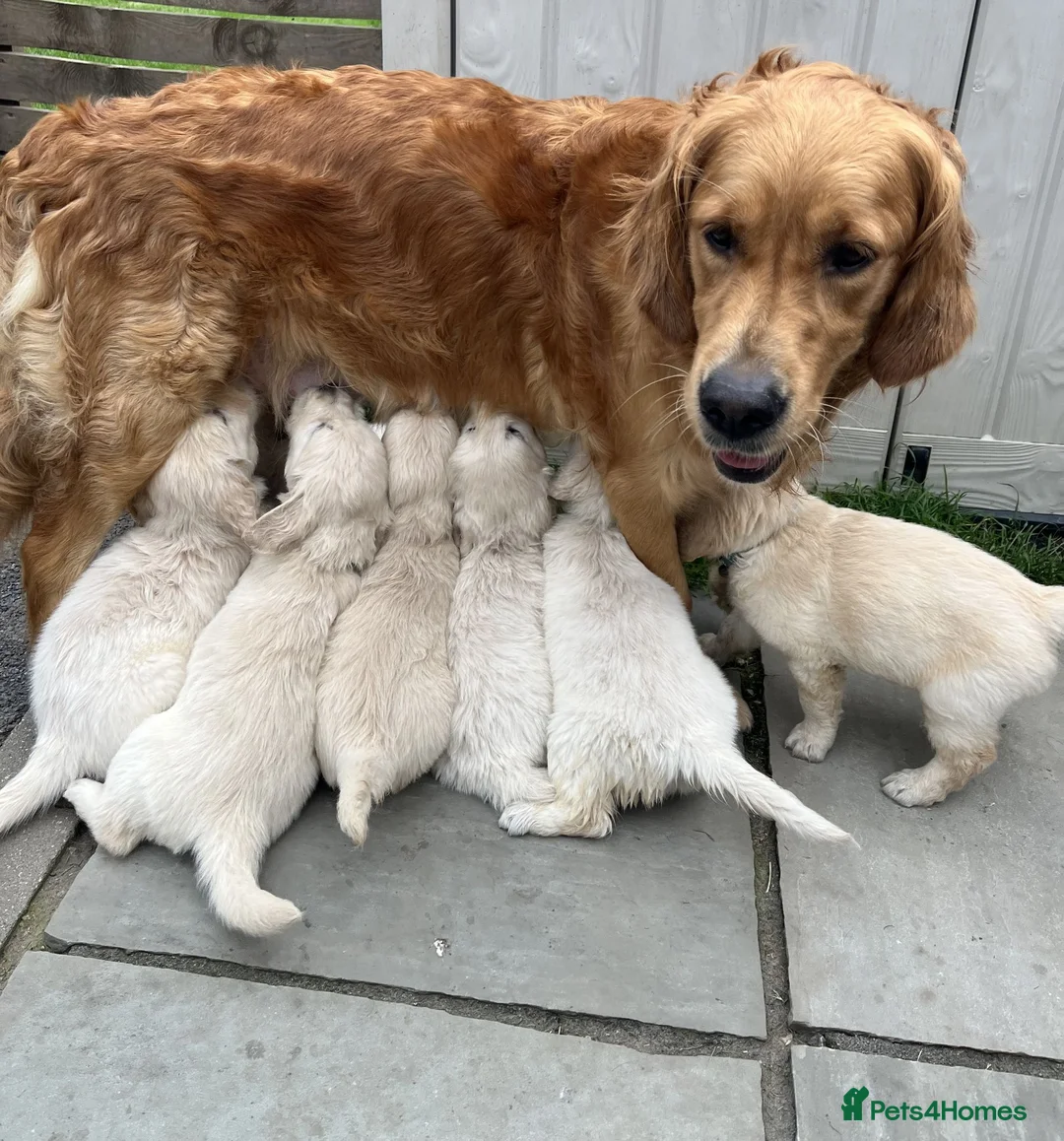 Golden Retriever dogs for sale: KC Registered Vet Health Checked Puppies - Advert 2
