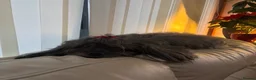 Bolognese dogs for sale: Loving Pedigree Bolognese Girl for Forever Home - Advert 6