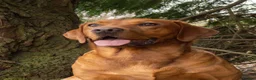Labrador Retriever dogs for stud: Fox Red Labrador Fully Health Tested KC Registered - Advert 7