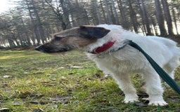 Mixed Breed dogs for adoption: Zori - Badersfield Norfolk  - Image 31