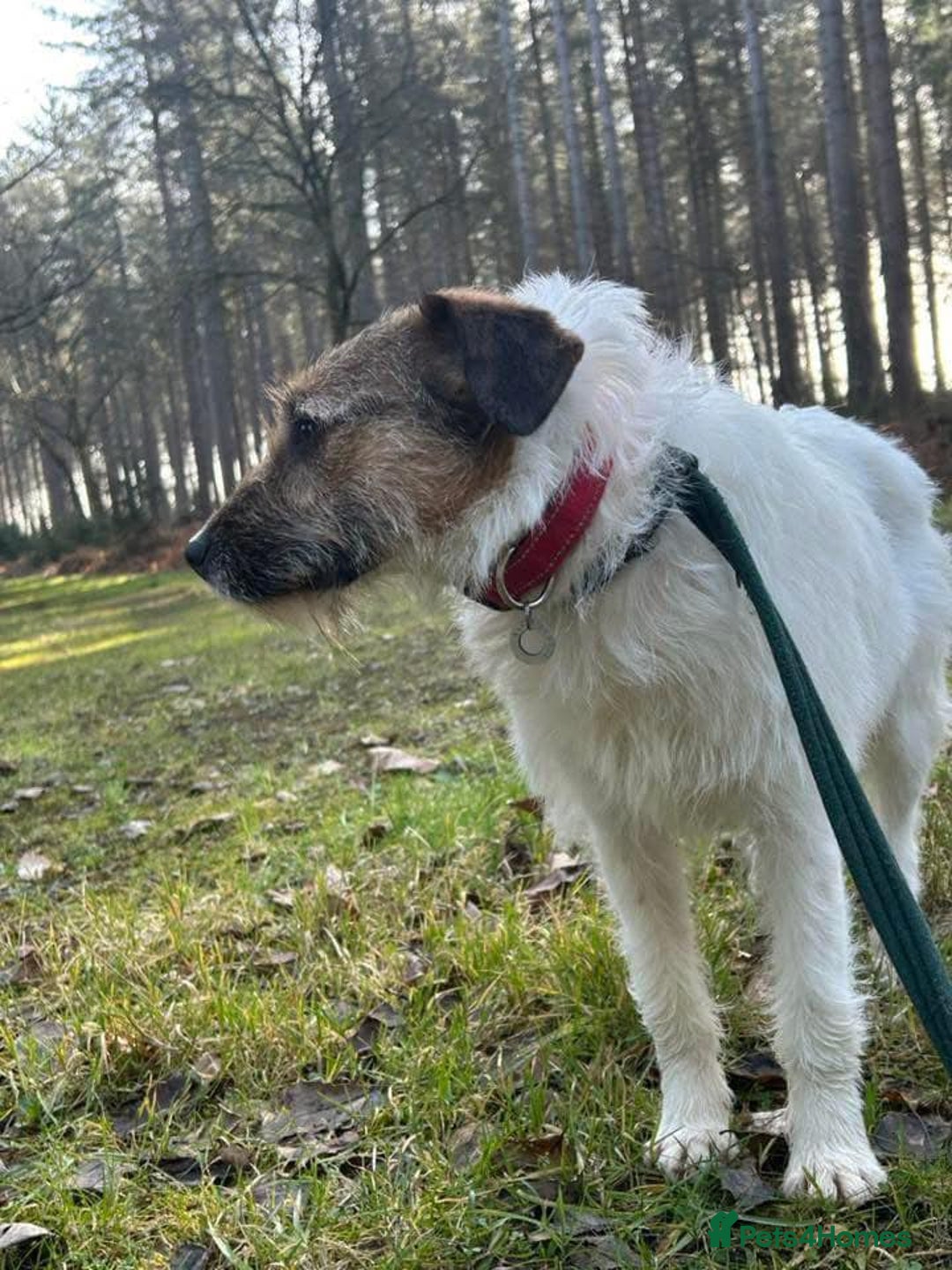 Mixed Breed dogs for adoption: Zori - Badersfield Norfolk  - Image 31