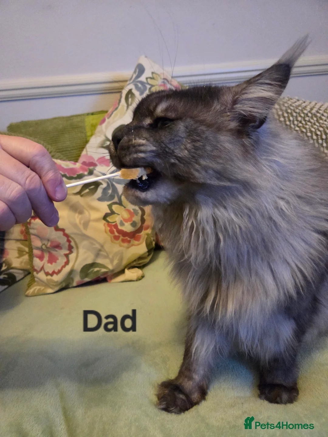 Maine Coon cats for sale: Tica reg Mainecoon kittens 1 boy left - Advert 10