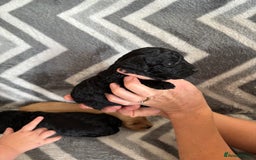 Cockapoo dogs for sale: Cockapoo puppys - Image 15