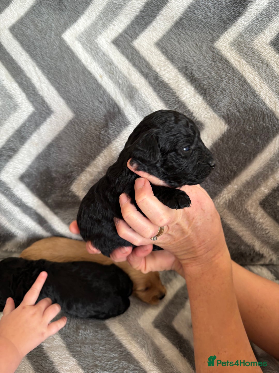 Cockapoo dogs for sale: Cockapoo puppys - Image 15