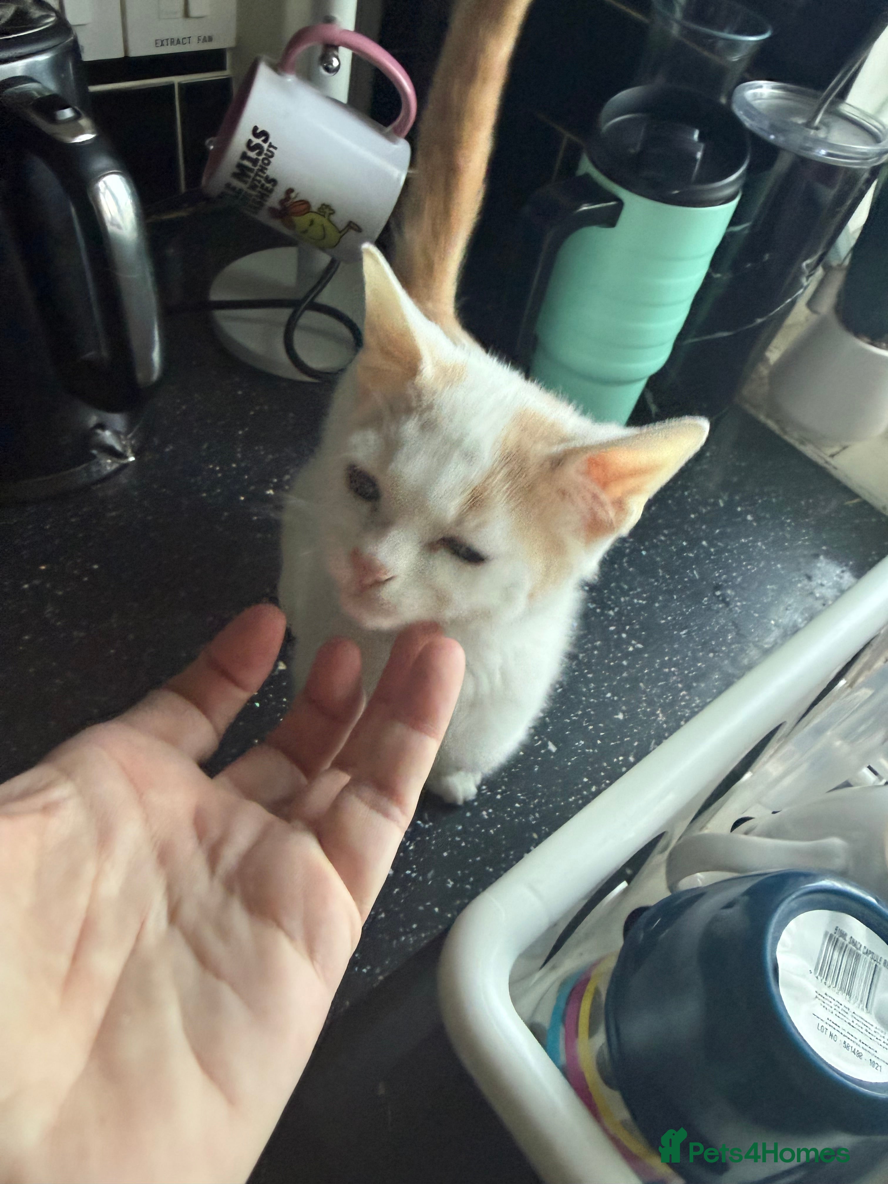 Mixed Breed cats STUNNNIING RED AND WHITE KITTEN X BSH  - Advert 9