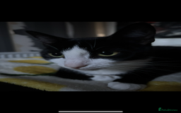Domestic Shorthair cats for sale: Two female kittens - Image 5