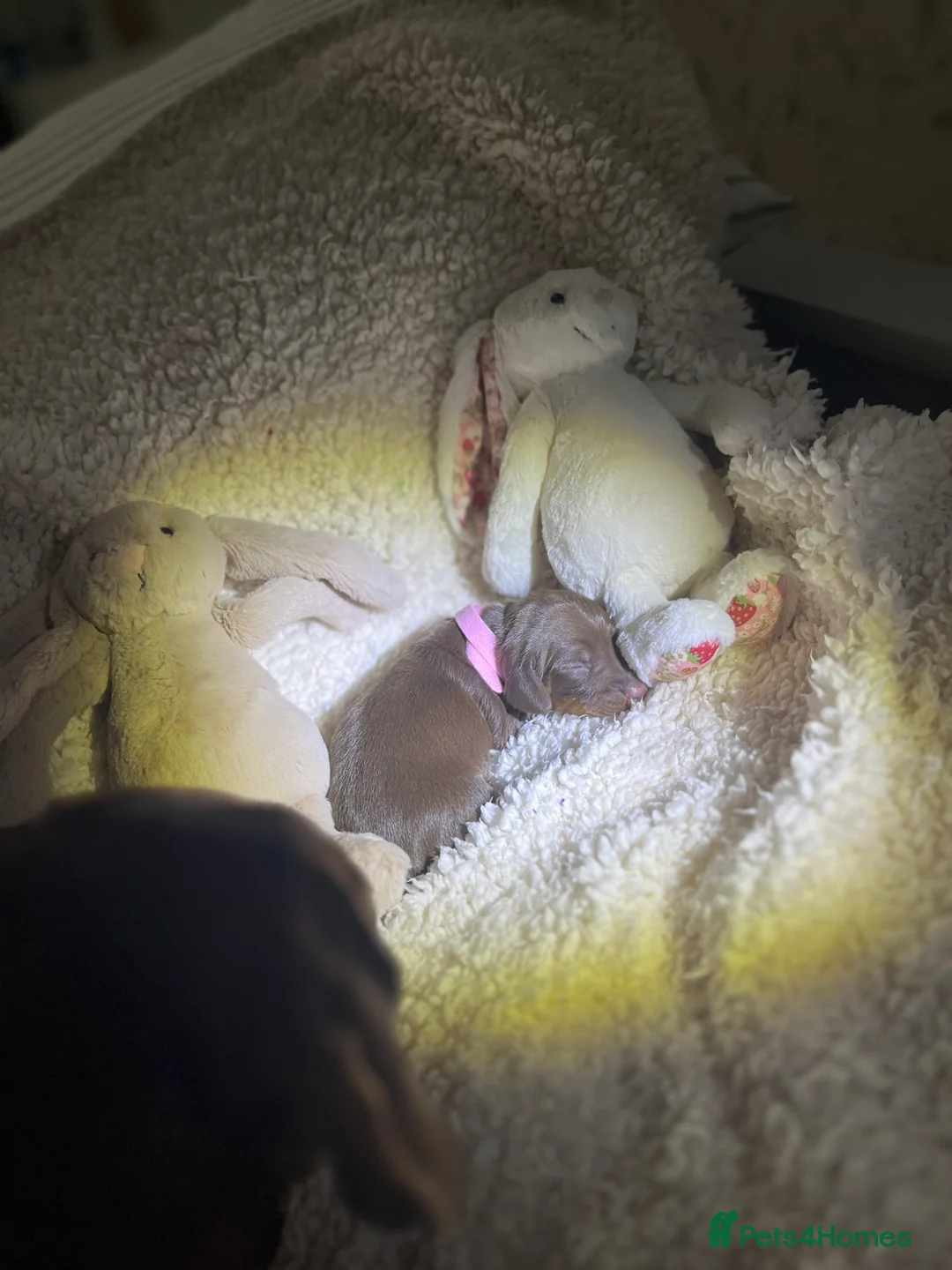 Miniature Dachshund dogs for sale: Miniature dachshund for sale  - Advert 8