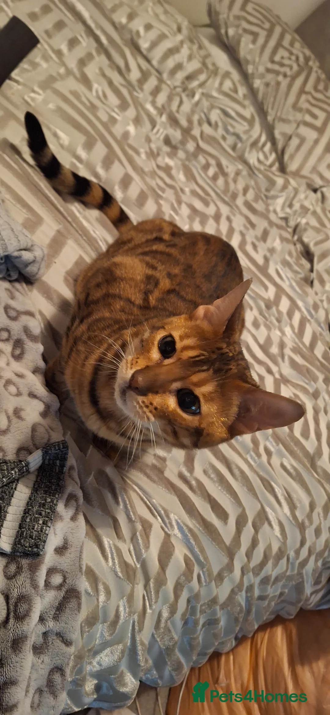 Bengal cats for sale: Bengal female - Advert 1