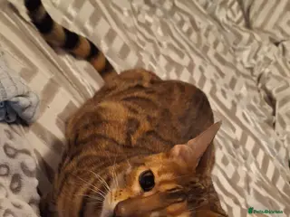 Bengal cats Bengal female - Advert 2