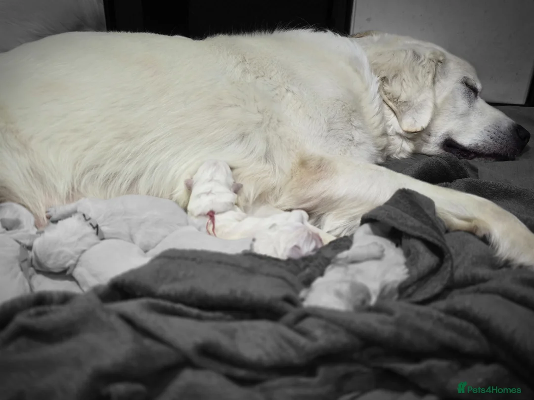 Pyrenean Sheepdog dogs for sale: RARE POLISH TATRA SHEPHERD (Owczarek Podhalanski) - Advert 1