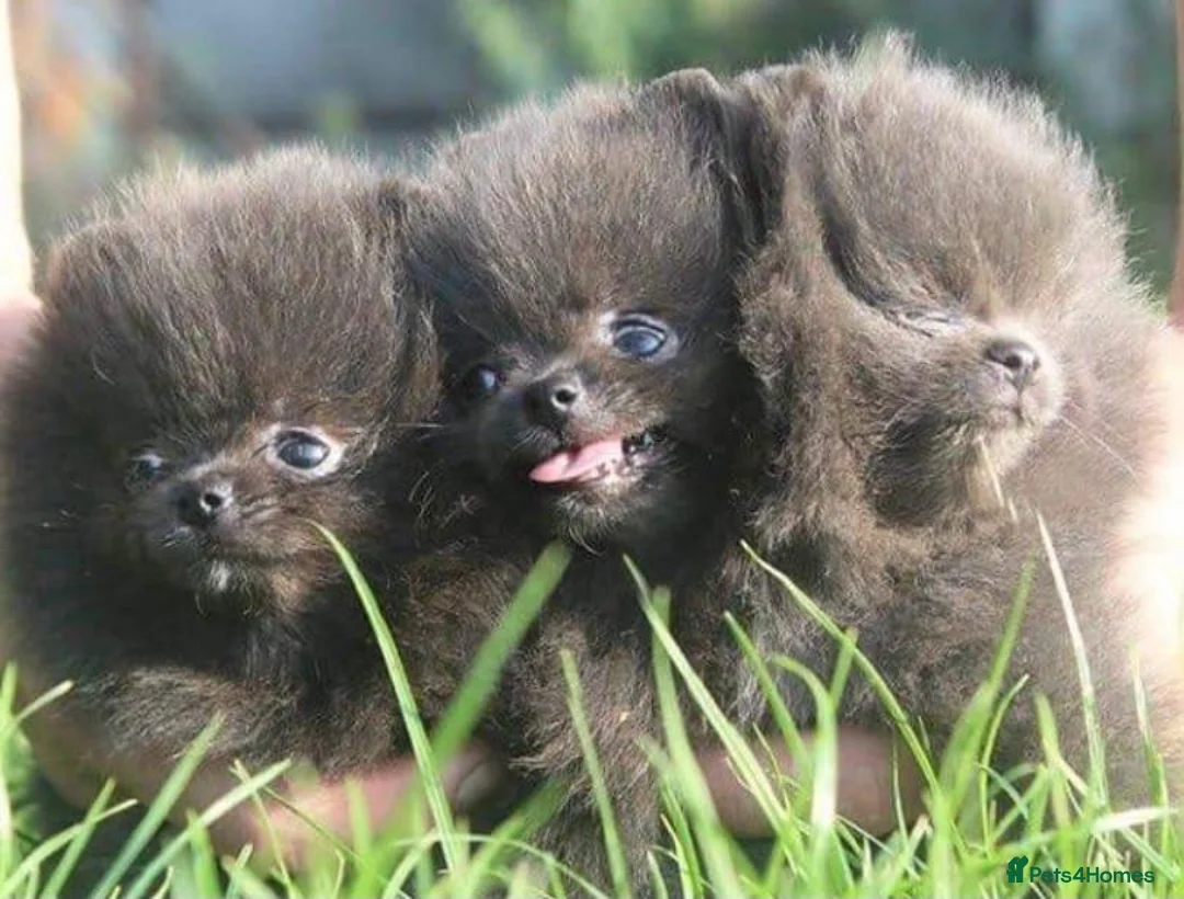 Pomeranian dogs for stud: 💚 RUSSIAN CHOC MERLE 🧸BEAR POM CARRY LILAC/TAN💚 in Romford - Advert 10