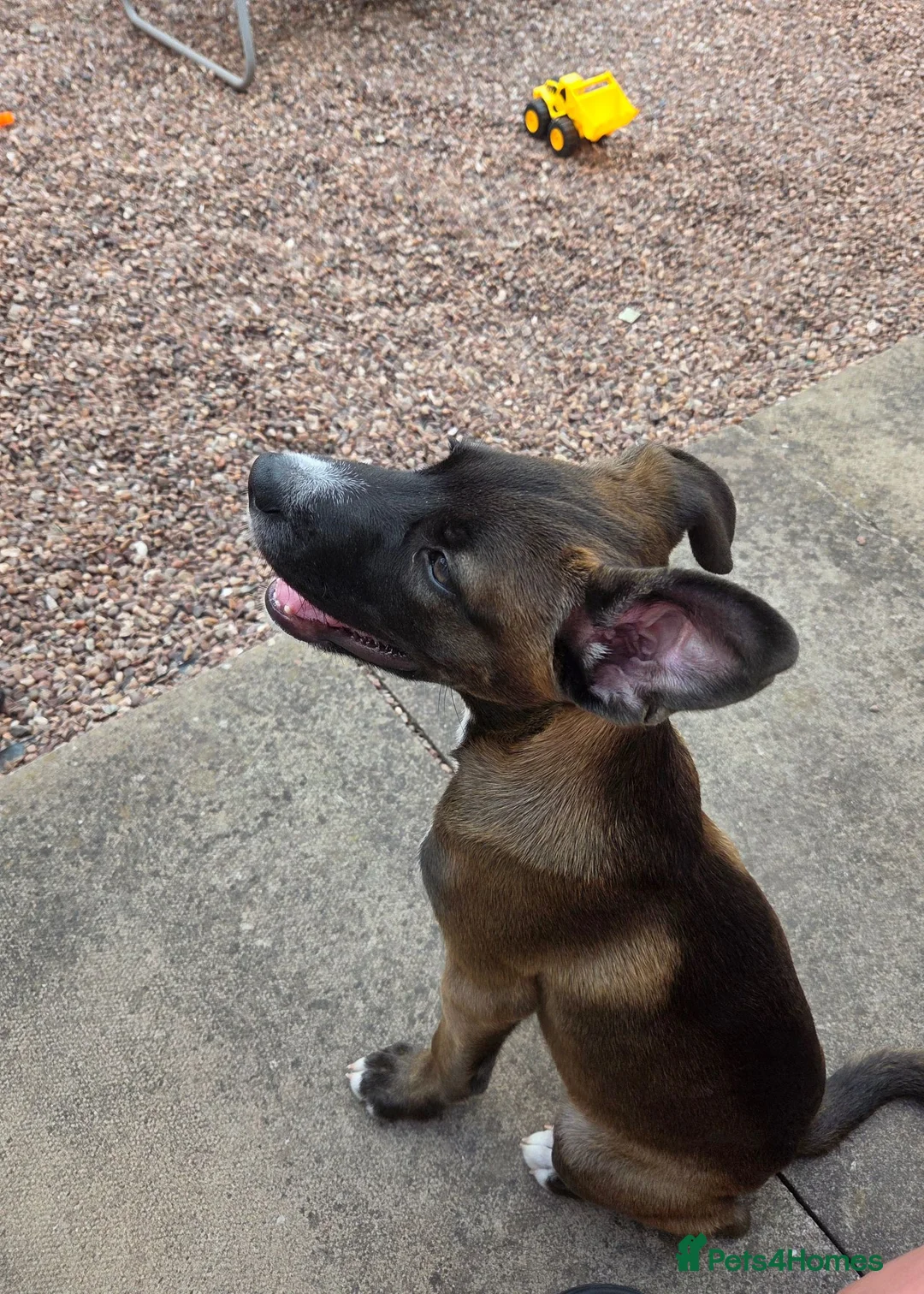 Mixed Breed dogs for sale: Beautiful cross husky x cane corso - Advert 2