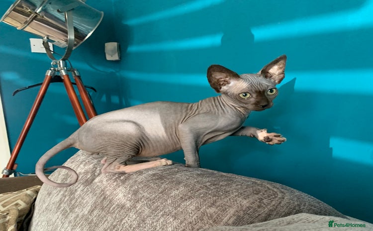 Sphynx cats - Advert 2