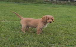 Labradoodle dogs for sale: Stunning miniature Labradoodle READY NOW!! - Image 11