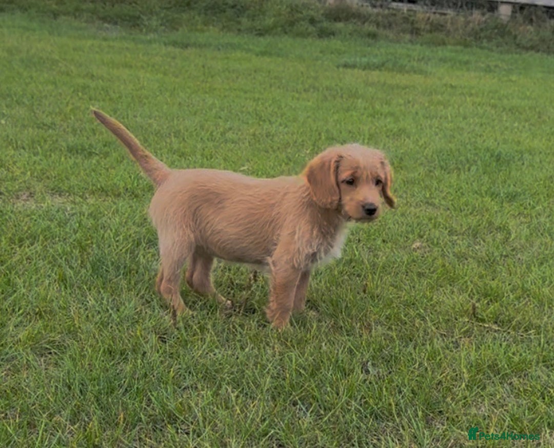Labradoodle dogs for sale: Stunning miniature Labradoodle READY NOW!! - Image 11