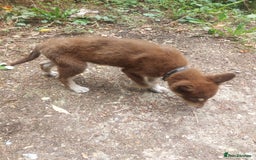 Mixed Breed dogs for sale: Husky Labrador cross puppies  - Image 8