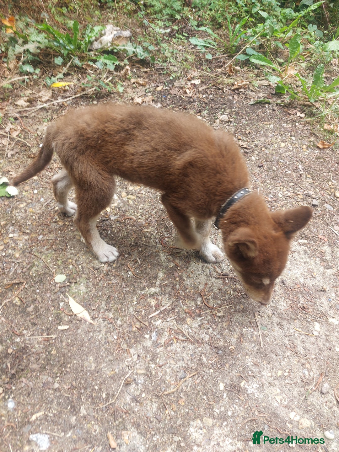 Mixed Breed dogs for sale: Husky Labrador cross puppies  - Image 8